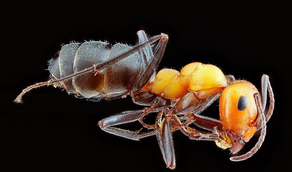Ant Control service in Methuen Town, MA