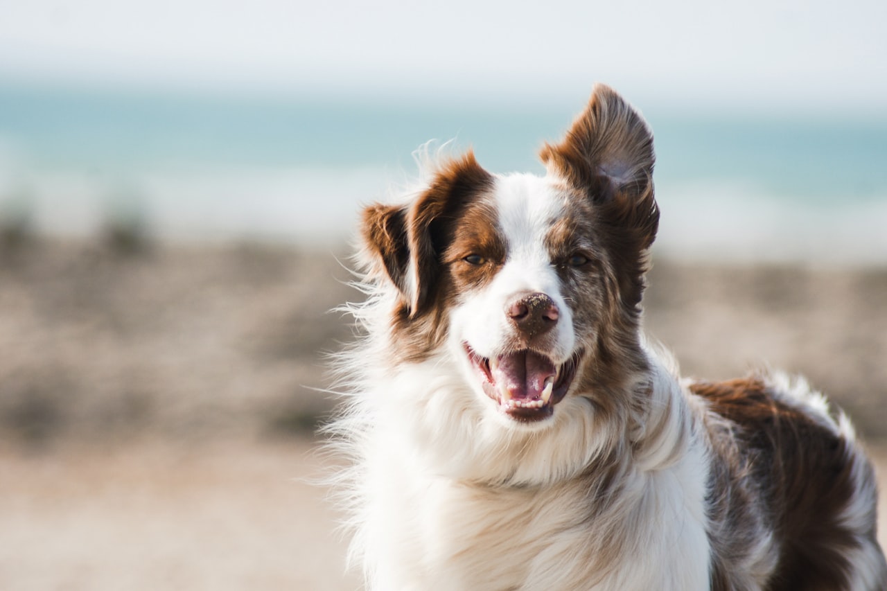 Flea & Tick Control service in Methuen Town, MA