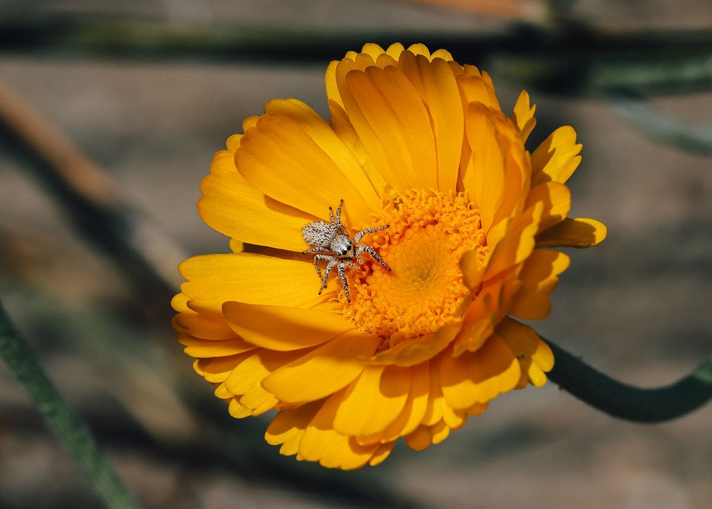Spider Control service in Methuen Town, MA